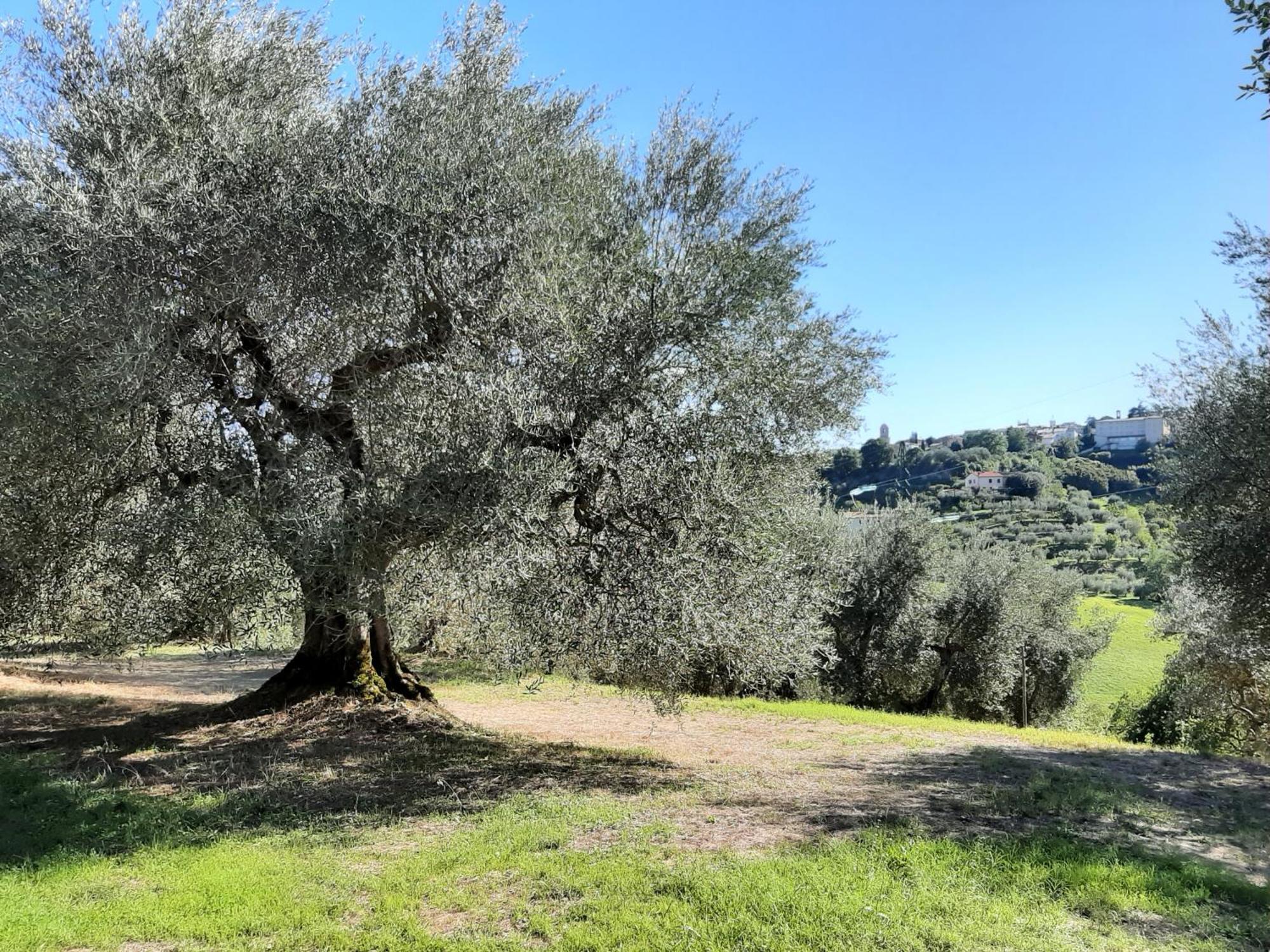 Montebello Degli Olivi Chiusi Eksteriør bilde
